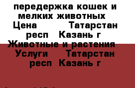 передержка кошек и мелких животных › Цена ­ 120 - Татарстан респ., Казань г. Животные и растения » Услуги   . Татарстан респ.,Казань г.